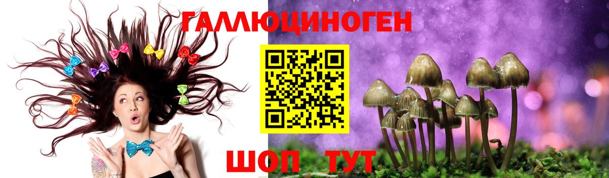 Котовск  Псилоцибиновые грибы Psilocybine cubensis  Вход с VPN 